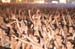 The Beer City Festival with Ivri Lider, Hemi Rudner, Yirmi Kaplan and Others