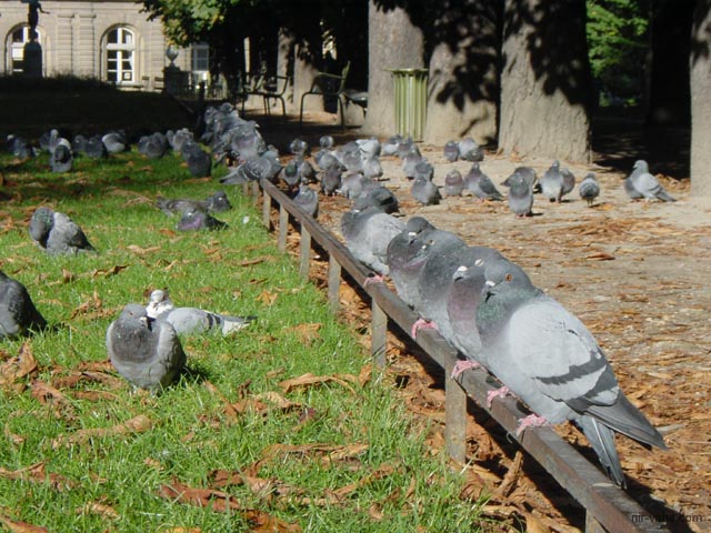 P1302 Doves in Jardins du Luxembourg