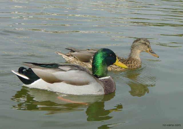 P1898 Mallards in the pool