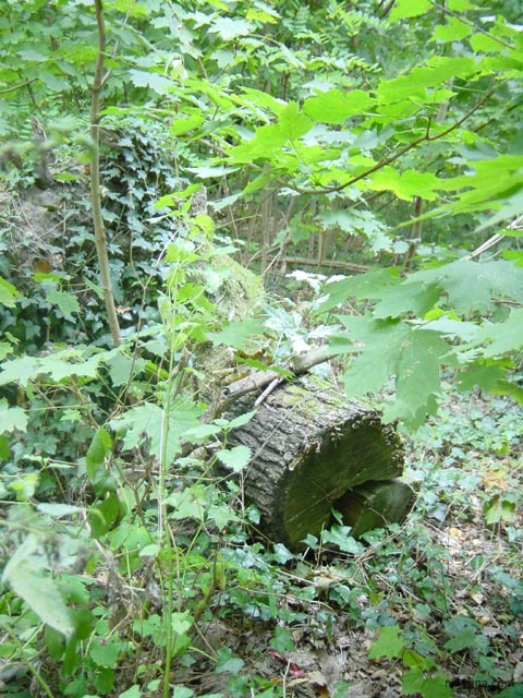P2416 A log