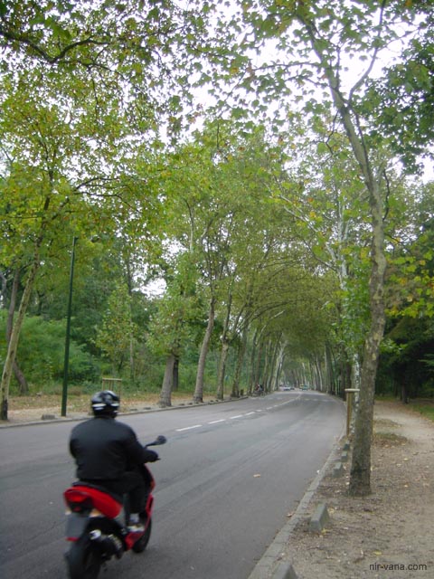 P2461 Road in the woods