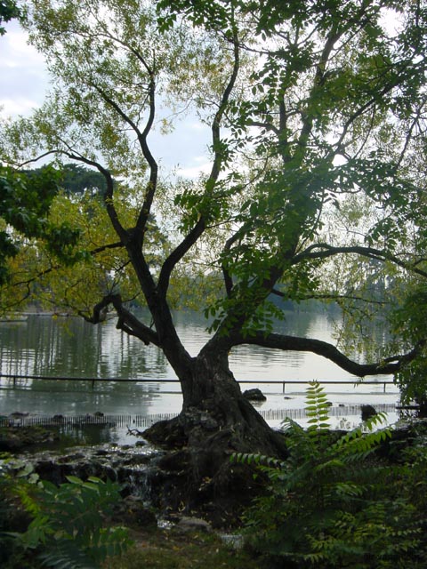 P2492 A lake in Boulogne