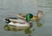 P1898 Mallards in the pool