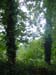 P2411 Trees in Boulogne