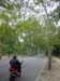 P2461 Road in the woods