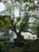 P2492 A lake in Boulogne