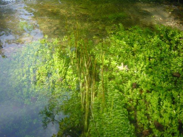 P1151 Water plants