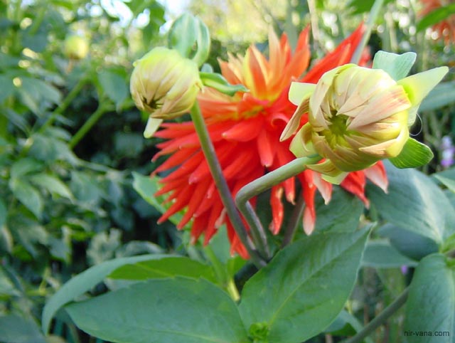 P1162 In bloom