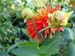 P1162 In bloom
