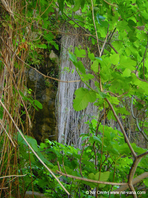 Rappelling in Yehudia Waterfall