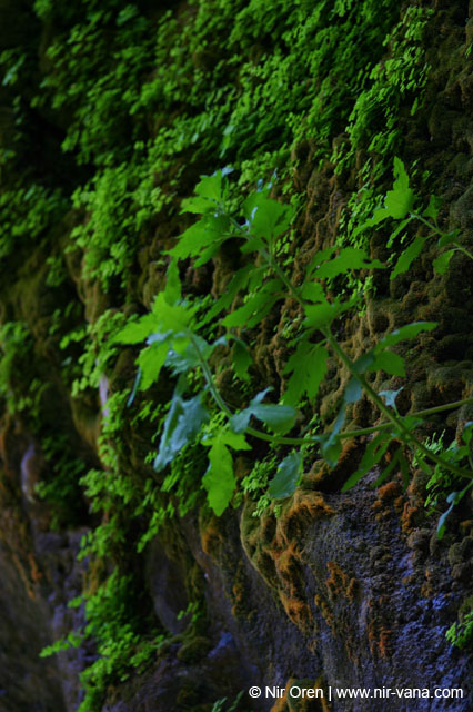 Rappelling Trek in Zavitan Stream Black Canyon