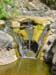 Rappelling Trek in Zavitan Stream Black Canyon