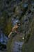 Rappelling Trek in Zavitan Stream Black Canyon