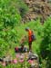 Rappelling Trek in Zavitan Stream Black Canyon