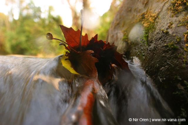 Water in the Banias Waterfall and Birds in Agmon Hachula  / December 2003