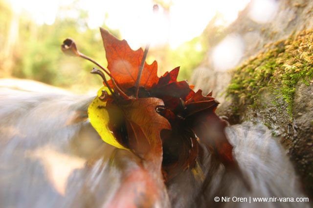 Water in the Banias Waterfall and Birds in Agmon Hachula  / December 2003