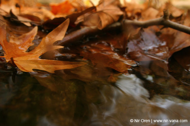 Water in the Banias Waterfall and Birds in Agmon Hachula / December 2003