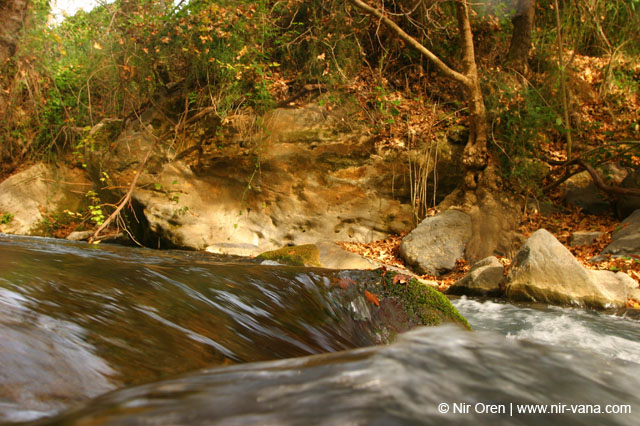 Water in the Banias Waterfall and Birds in Agmon Hachula / December 2003