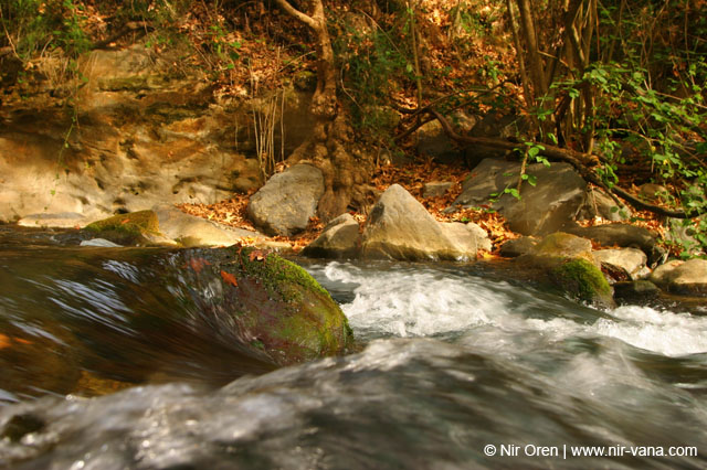 Water in the Banias Waterfall and Birds in Agmon Hachula / December 2003