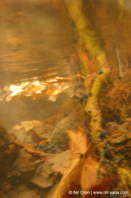 Water in the Banias Waterfall and Birds in Agmon Hachula  / December 2003