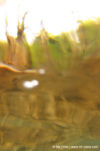 Water in the Banias Waterfall and Birds in Agmon Hachula  / December 2003