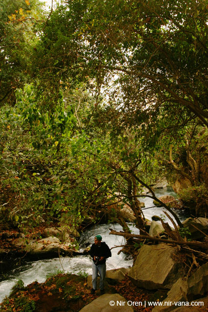 Water in the Banias Waterfall and Birds in Agmon Hachula  / December 2003