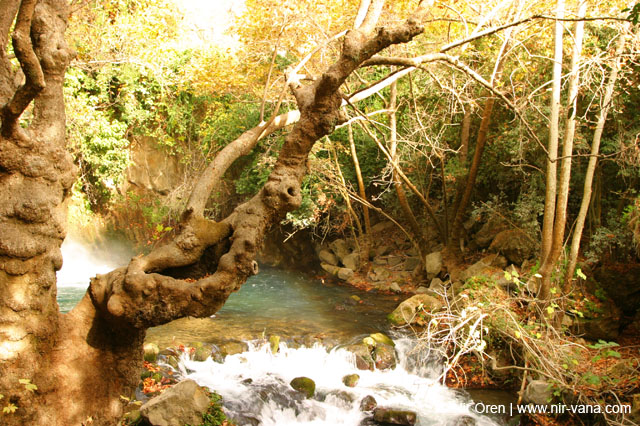 Water in the Banias Waterfall and Birds in Agmon Hachula  / December 2003