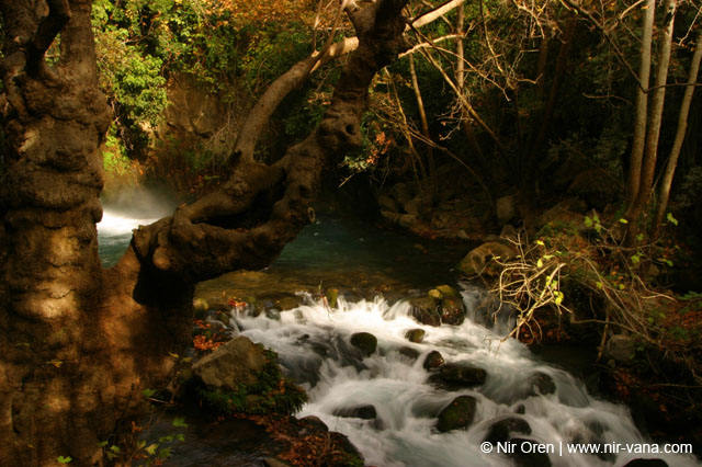 Water in the Banias Waterfall and Birds in Agmon Hachula  / December 2003