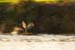 Water in the Banias Waterfall and Birds in Agmon Hachula  / December 2003