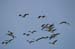 Water in the Banias Waterfall and Birds in Agmon Hachula  / December 2003