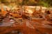 Water in the Banias Waterfall and Birds in Agmon Hachula  / December 2003