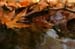Water in the Banias Waterfall and Birds in Agmon Hachula  / December 2003