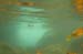 Water in the Banias Waterfall and Birds in Agmon Hachula  / December 2003