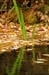 Water in the Banias Waterfall and Birds in Agmon Hachula  / December 2003