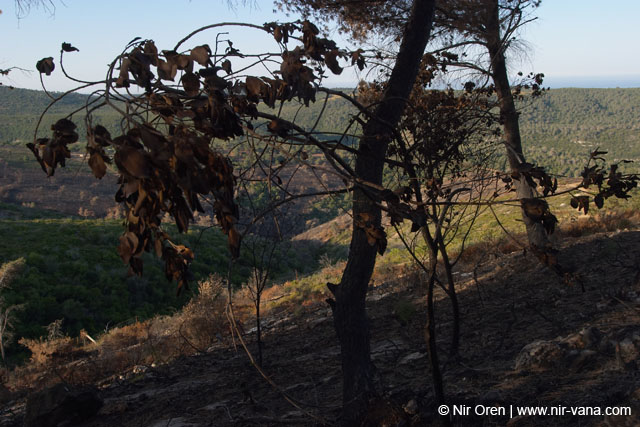 Mount Carmel After A Forest Fire