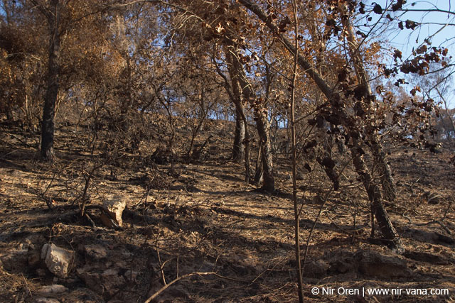 Mount Carmel After A Forest Fire