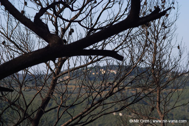 Mount Carmel After A Forest Fire