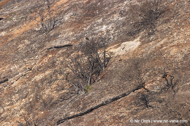 Mount Carmel After A Forest Fire