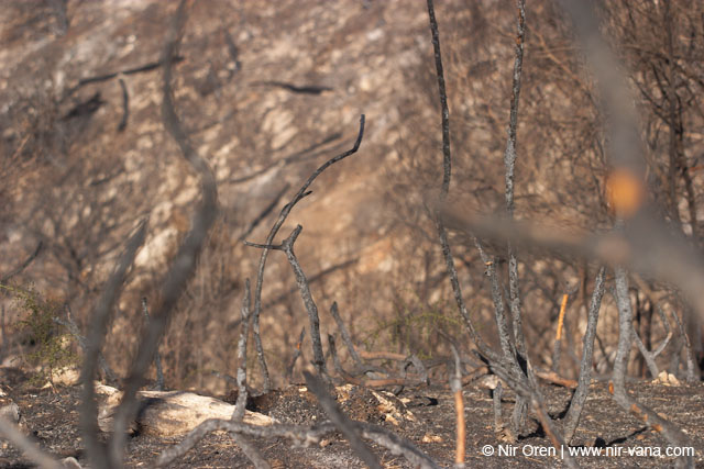 Mount Carmel After A Forest Fire