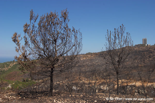 Mount Carmel After A Forest Fire