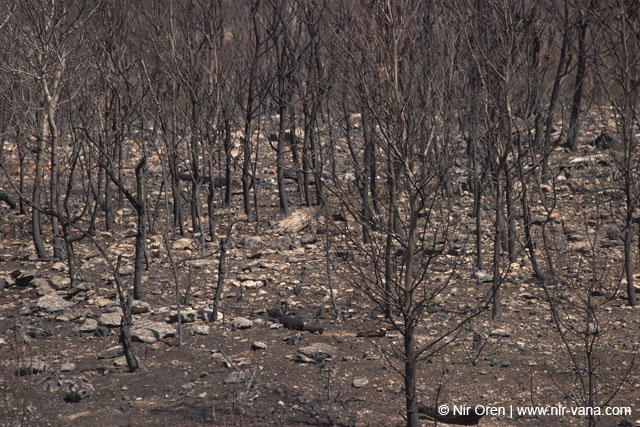 Mount Carmel After A Forest Fire