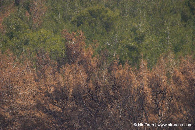 Mount Carmel After A Forest Fire