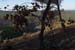 Mount Carmel After A Forest Fire