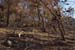 Mount Carmel After A Forest Fire