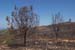 Mount Carmel After A Forest Fire