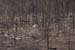 Mount Carmel After A Forest Fire