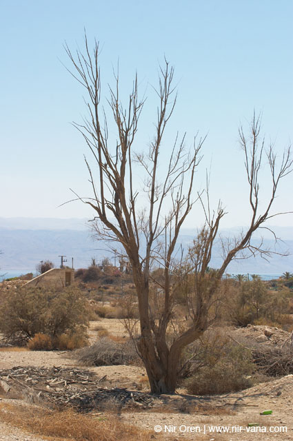 The Dead Sea
