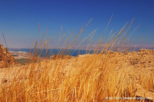 The Dead Sea