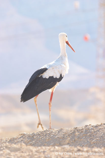 The Dead Sea