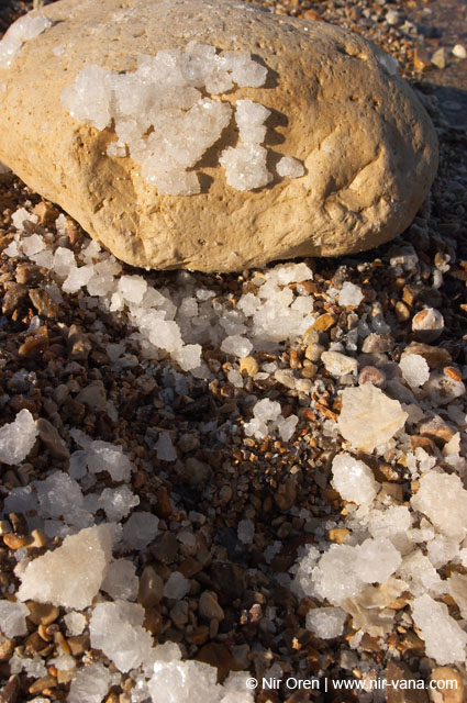 The Dead Sea